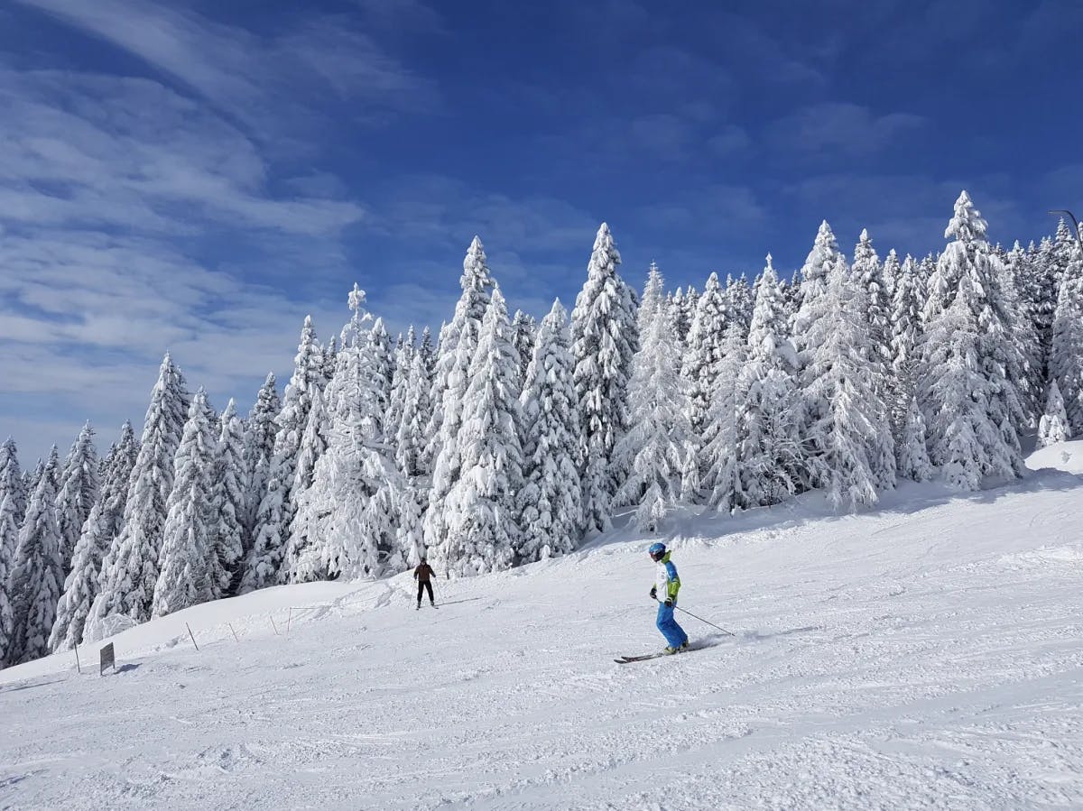 Two people skiing down a hill surrounded by snowy pine trees under a blue sky. 