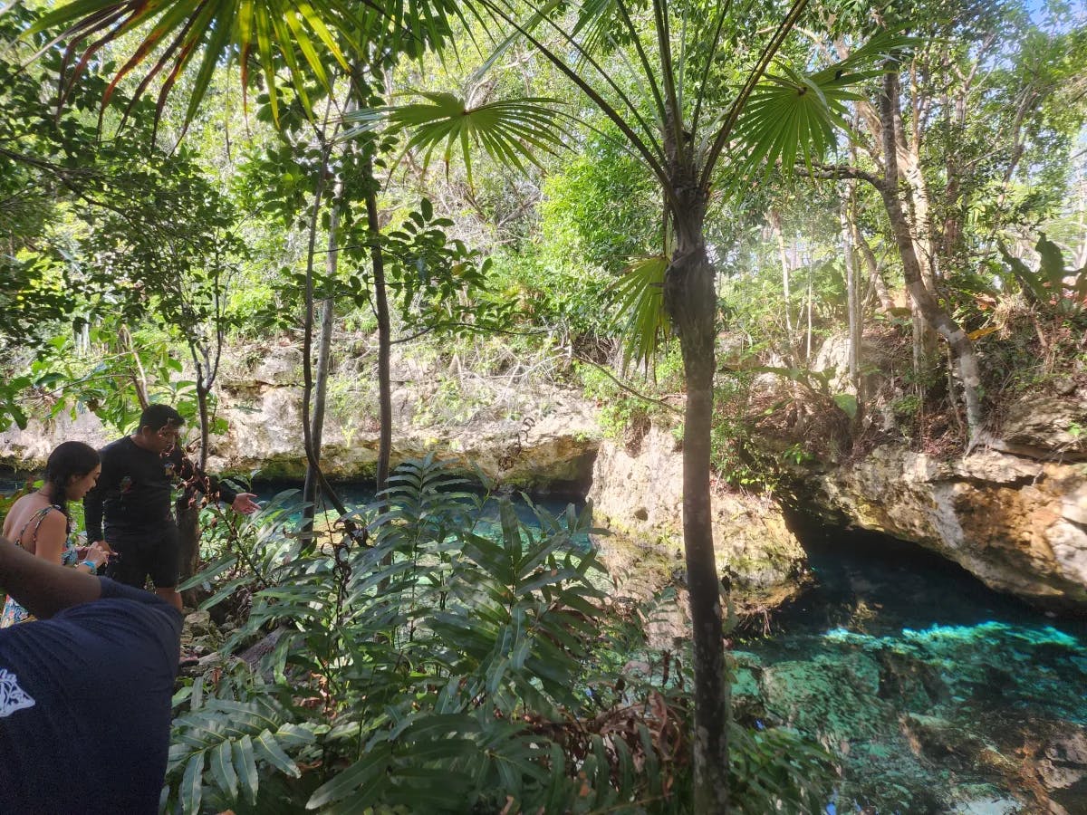 forest trees and people Tulum