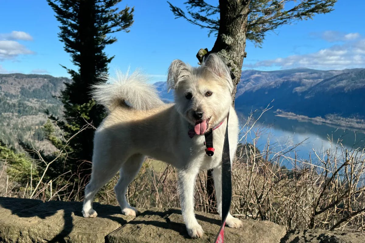 A dog on a mountain trail during the daytime