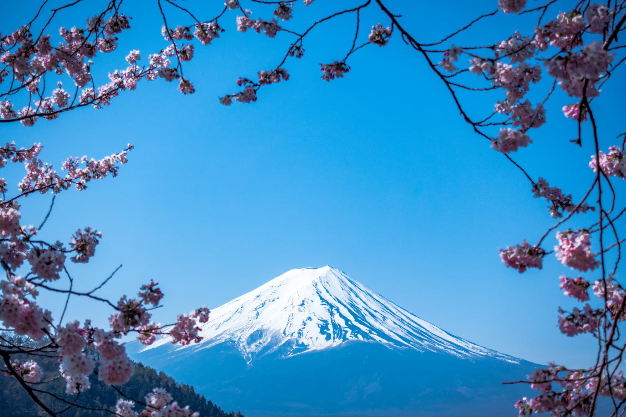 A view of snow-capped Mount Fuji in Japan with cherry blossom branches framing the shot