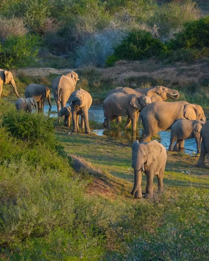 Picture of Elephant herd