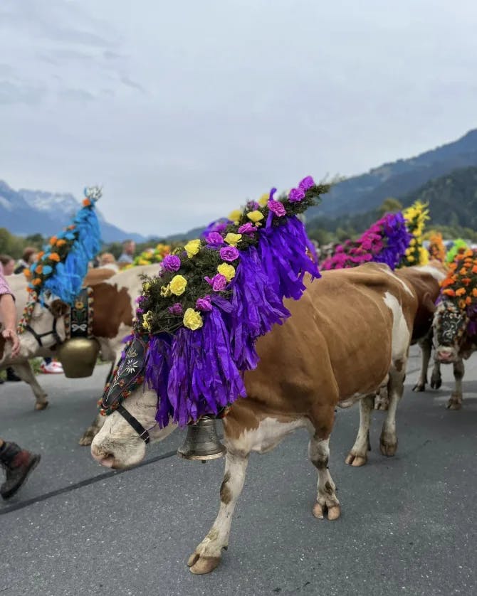 View of a horse dancing