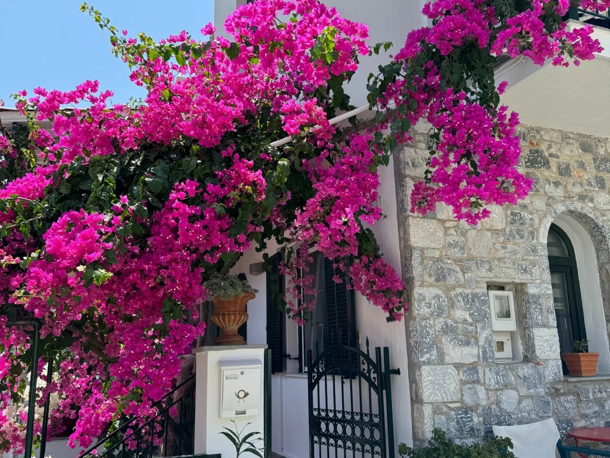 Vine of pink flowers on a building