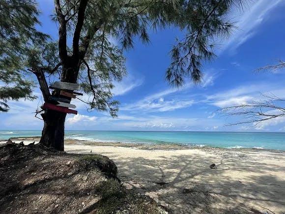 A tree with sign boards near the beach. 