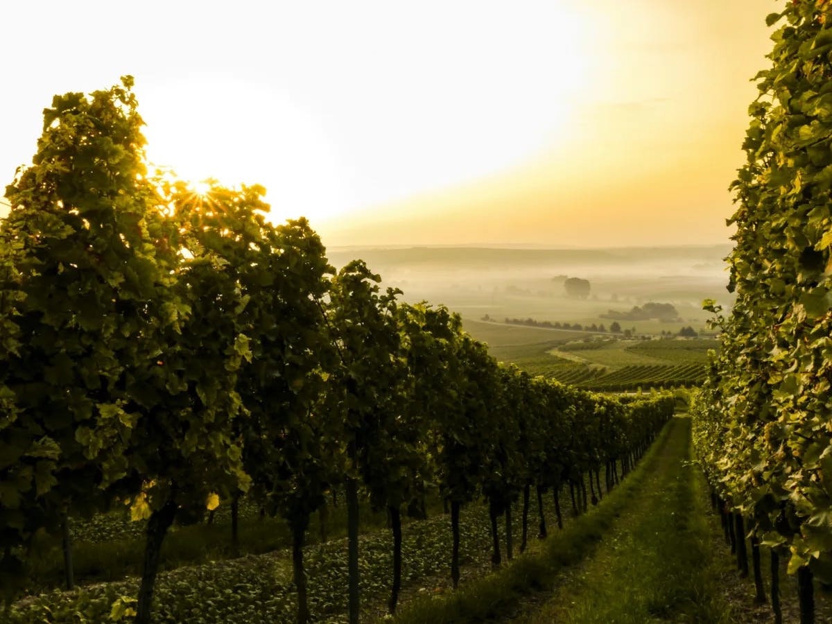 Rows of grape vines lead into a n orange and yellow sunset overlooking a valley of vineyards. 