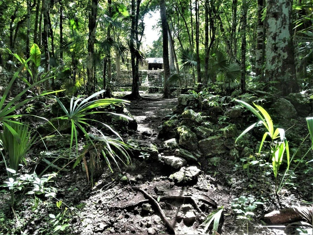 Forest with trees and plants.