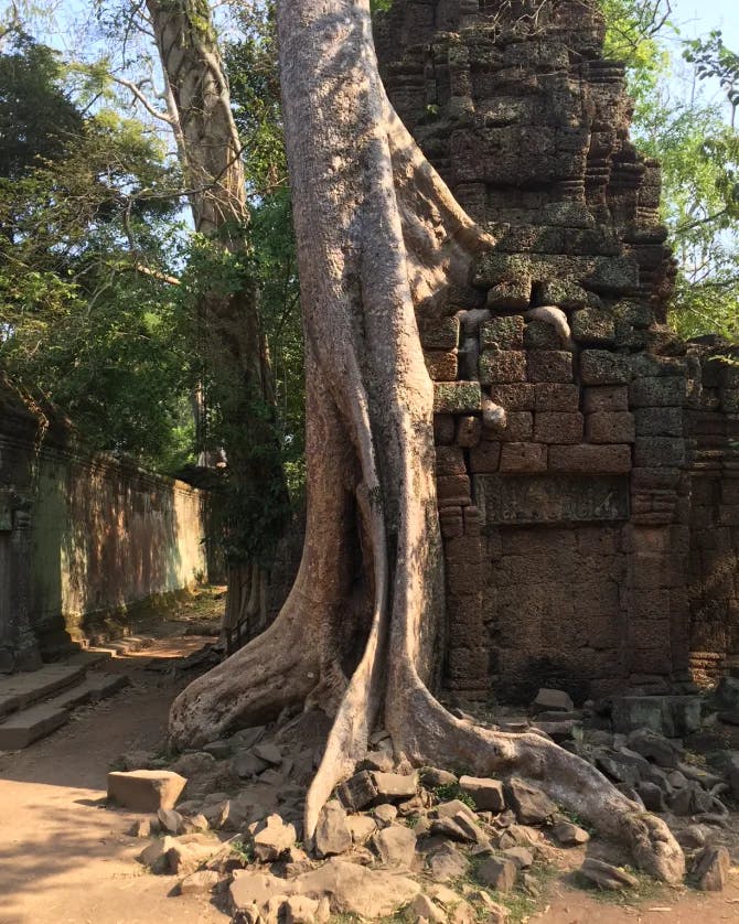 Beautifully structured tree