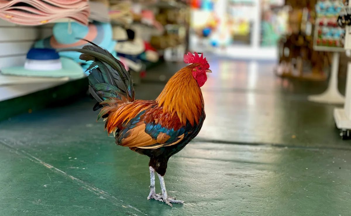 A colorful rooster standing on the floor of a store.