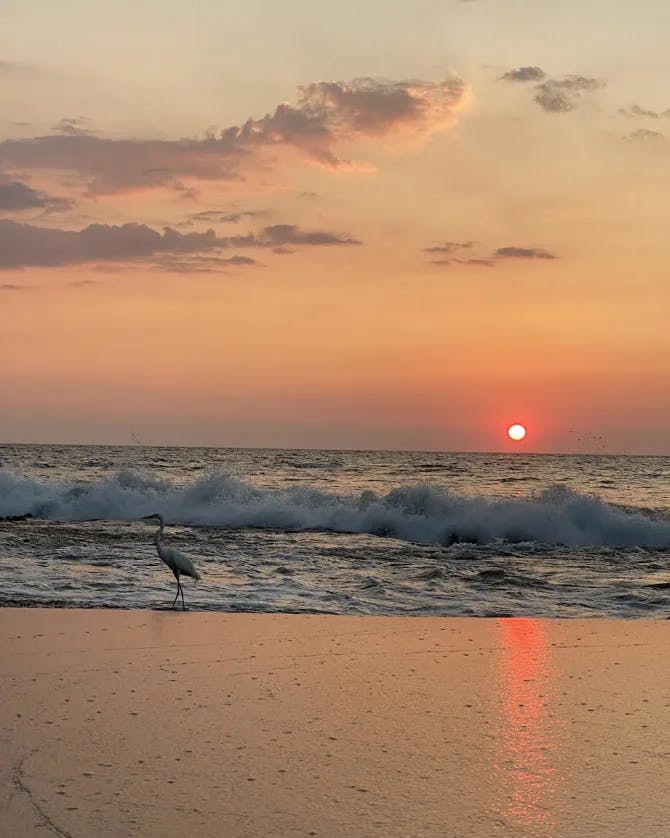 A beautiful view of sunset with bird at beach