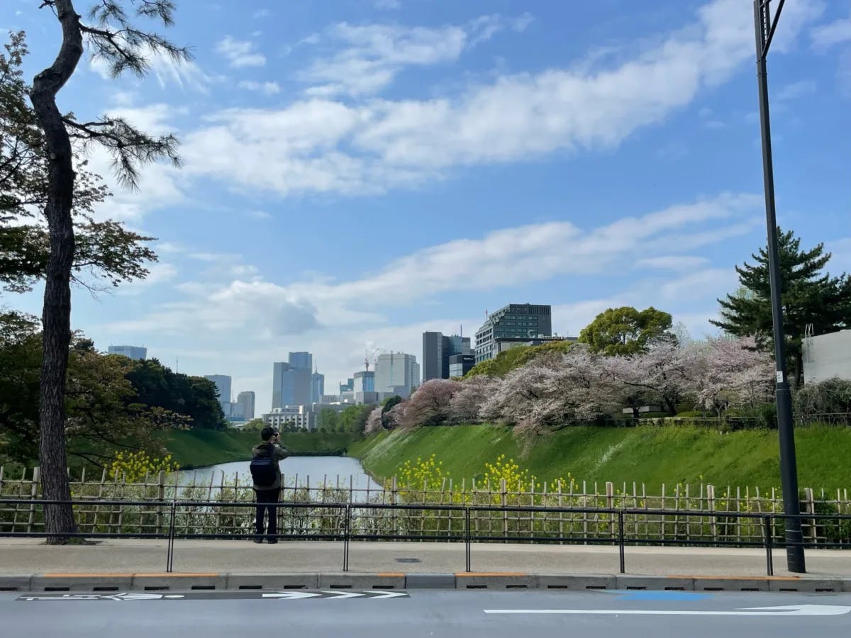 A person standing by a railing overlooking a park with blooming cherry blossoms and a city skyline in the background.