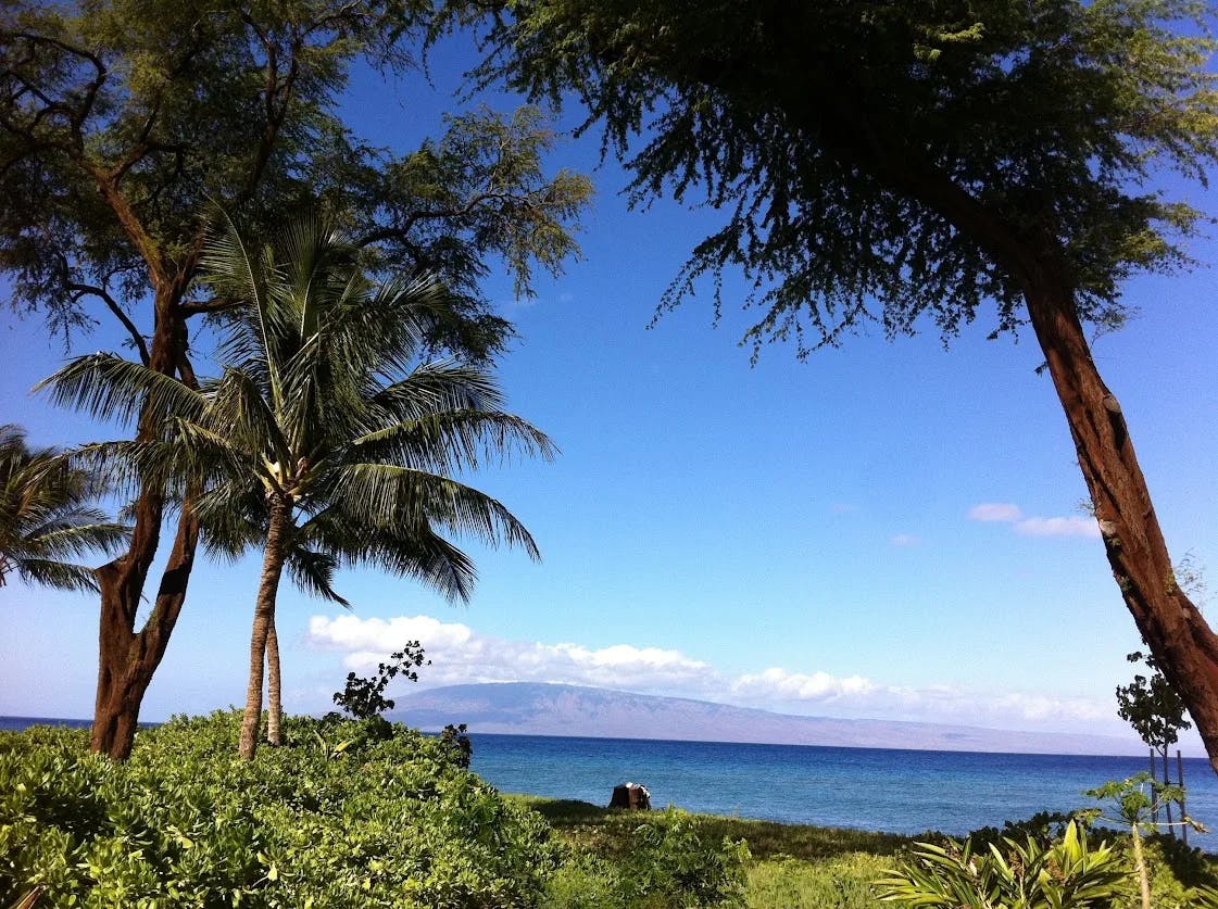 palm trees on the beach of Maui