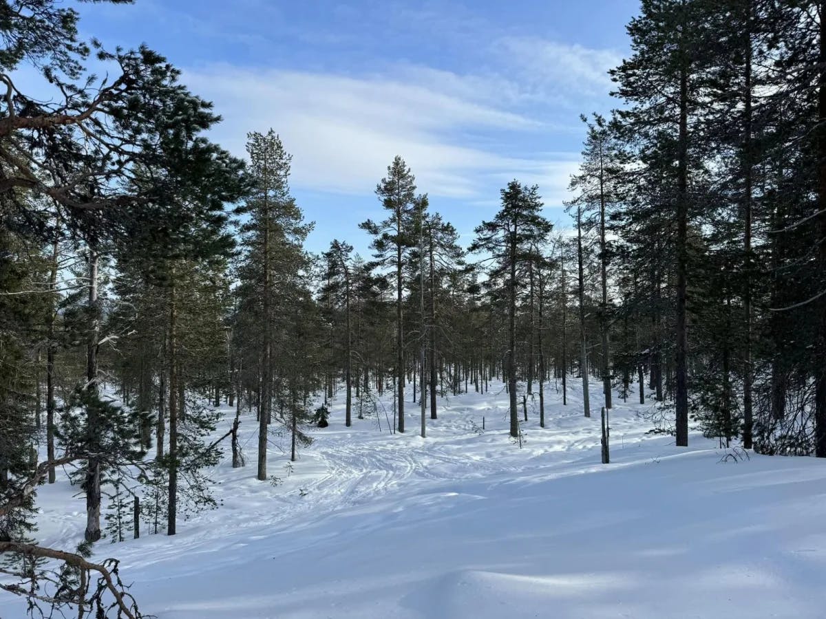 A winter wonderland of a snow-covered ground in the middle of an pine tree forest.