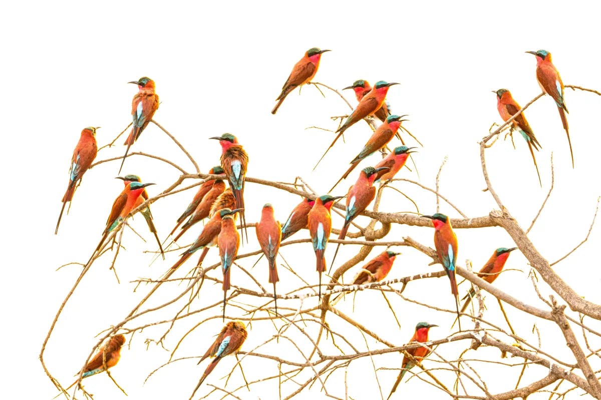 A flock of beautiful orange birds perched on thin branches. 