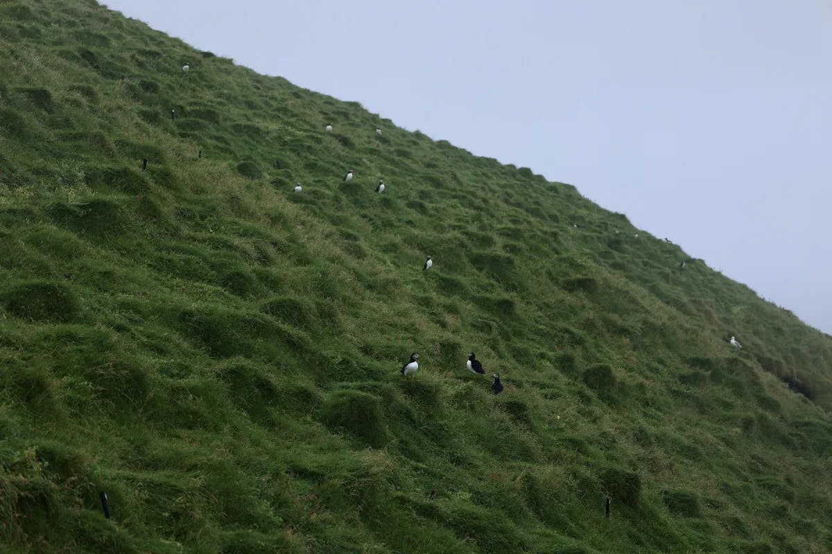 Puffin Lookout