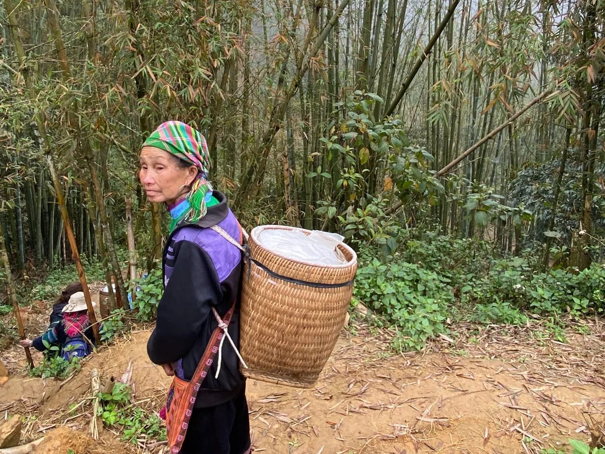 A local guide with a basket on their back in a tranquil bamboo grove.