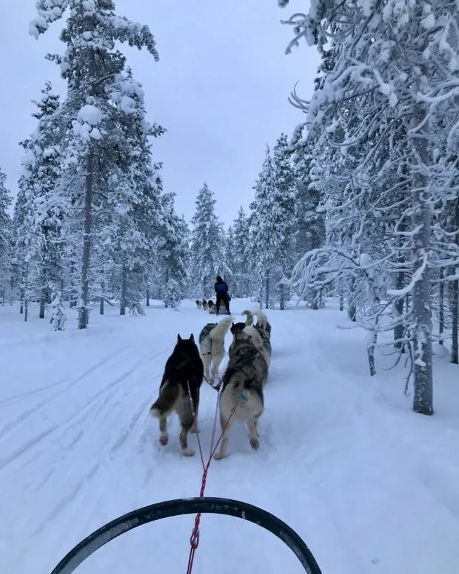 Picture of dog sledding