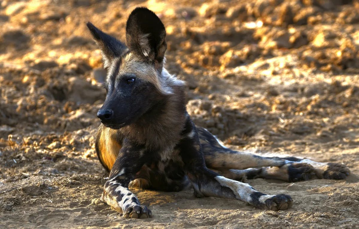 A black and brown hyena laying on the dirt ground.