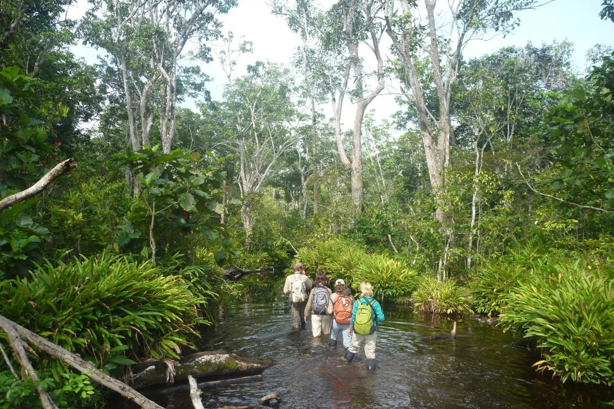 A group of people trekking through a lush green forest and wading in a shallow water stream. 