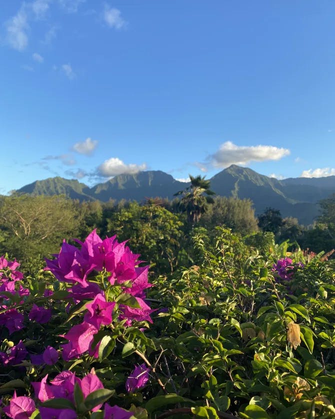 Sunny view of bright pink flowers with more jungle and mountains as far as the eye can see