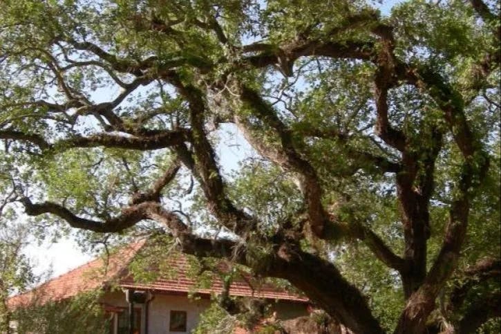 Spanish oak tree at The Barnacle Historic State Park.