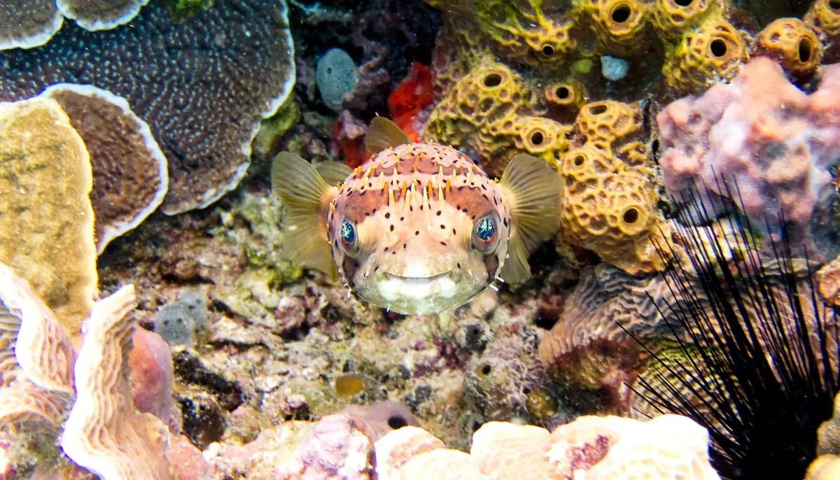 Image of a tropical fish in the ocean