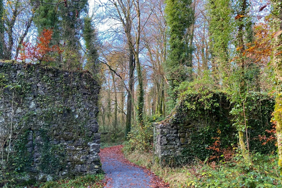 Castle ruins in the west coast of Ireland, with crumbled stone walls on either side of a pathway in the forest.