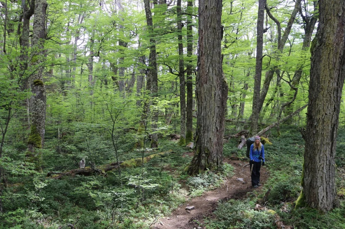 The advisor is hiking through forest in a blue jacket.