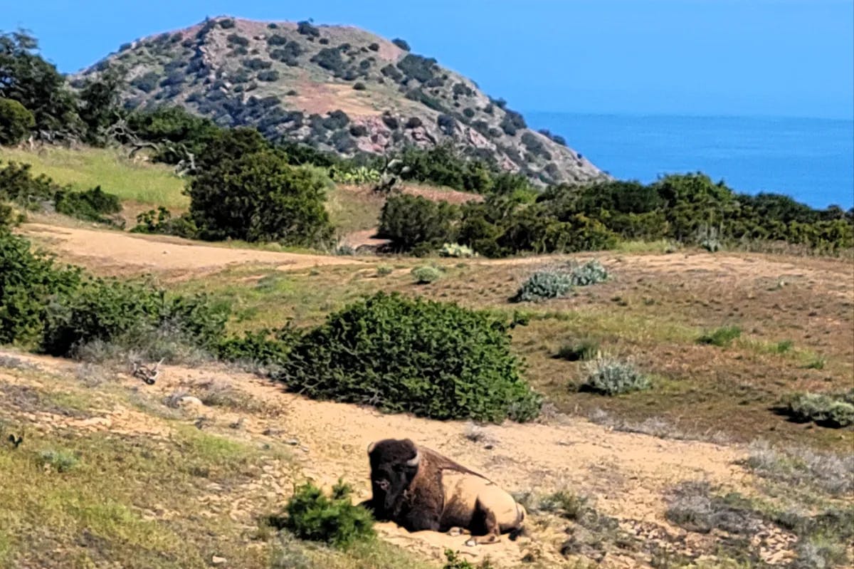 A bison laying in a field during the daytime