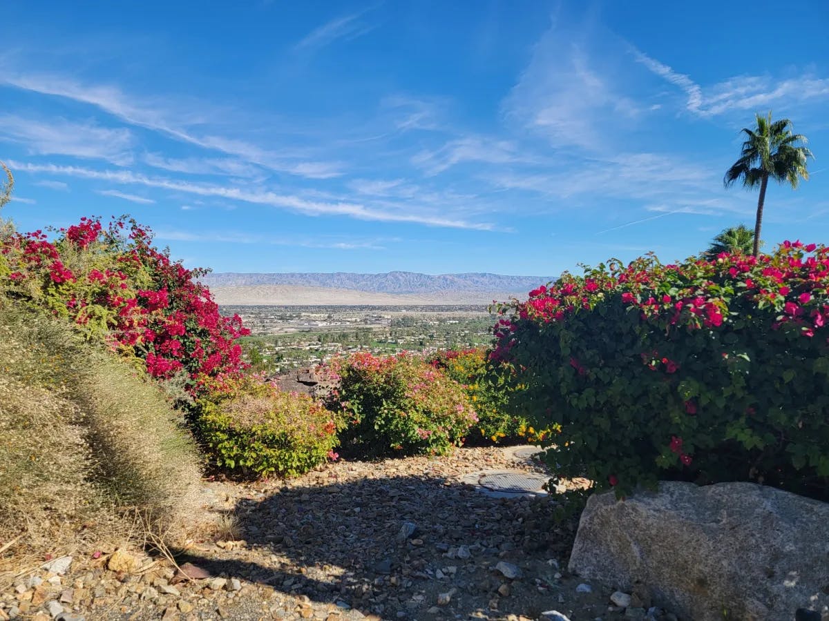 Aerial view of palm springs with pink flowers. 