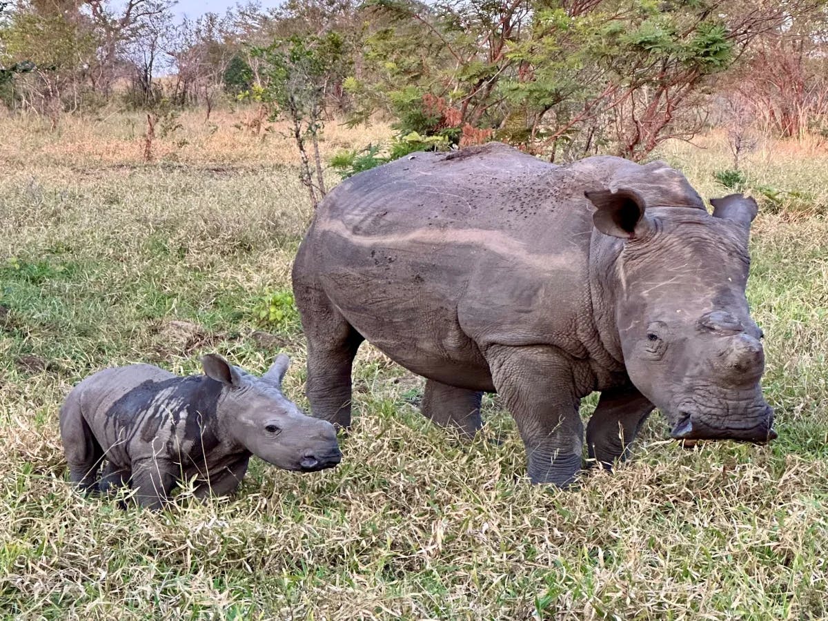 An adult and a baby rhinoceros in a tranquil grassy field, framed by trees.