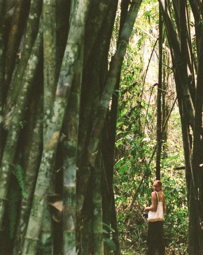 Image of Isabel seen through large stalks of green bamboo in the jungle
