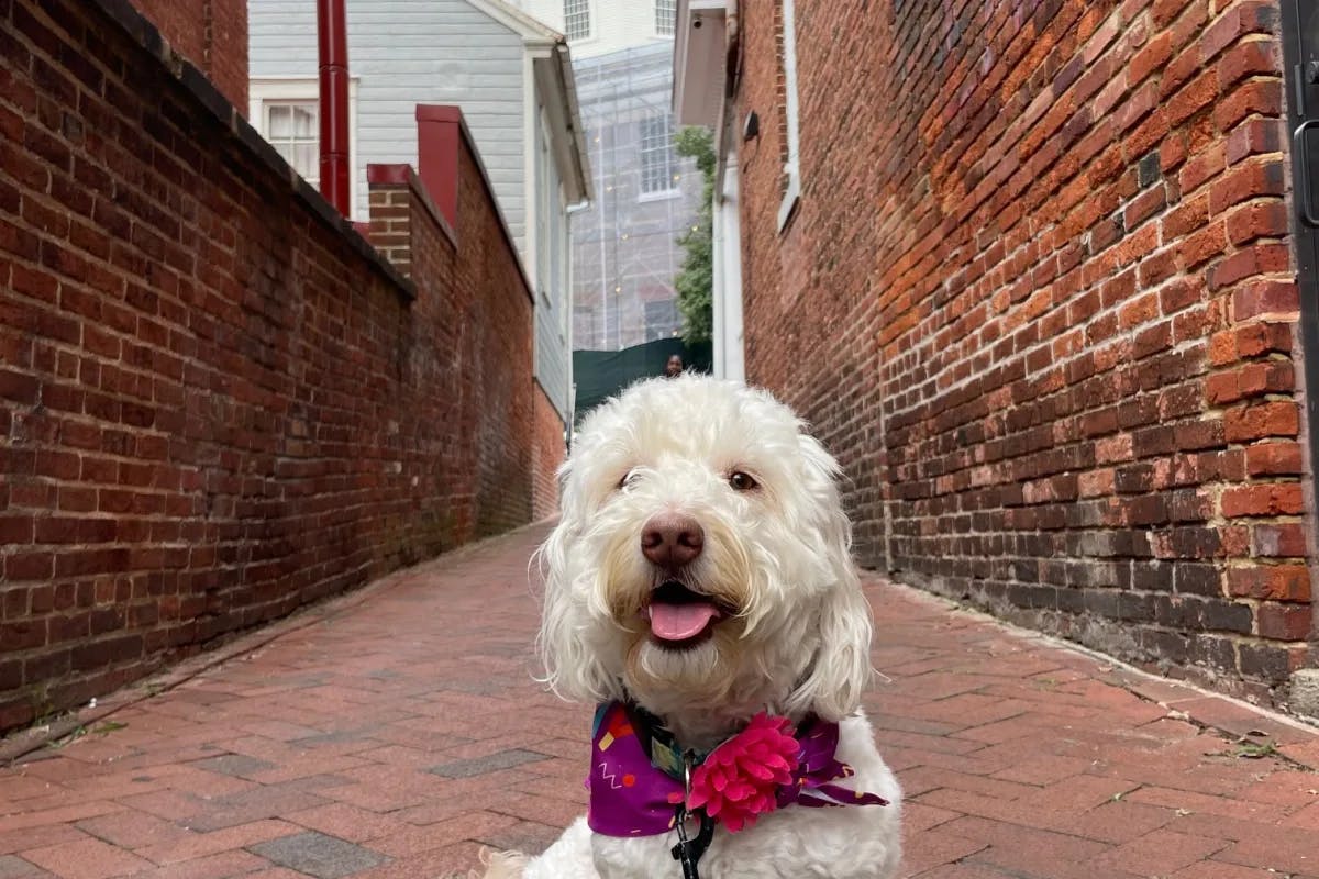 A puppy posing in a lane during daytime.