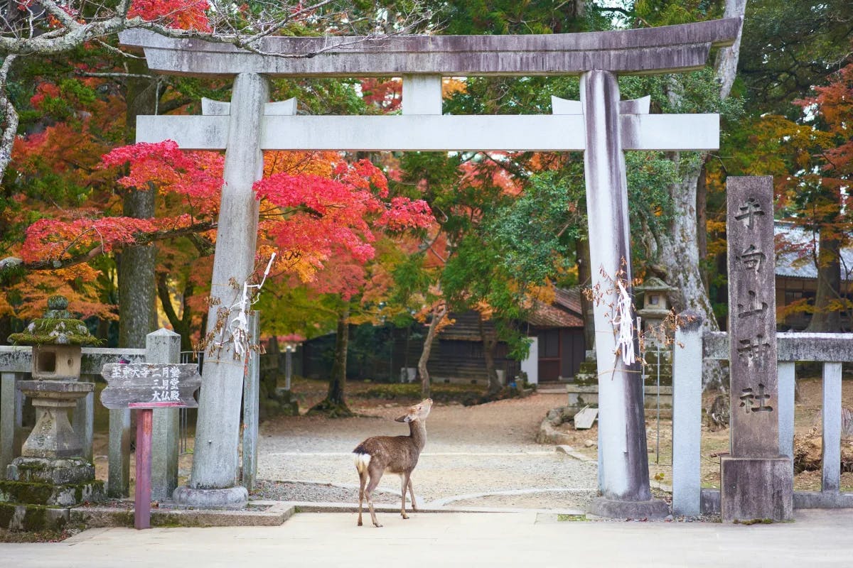 A deer looking up at a gray and white arch with colorful trees in the background