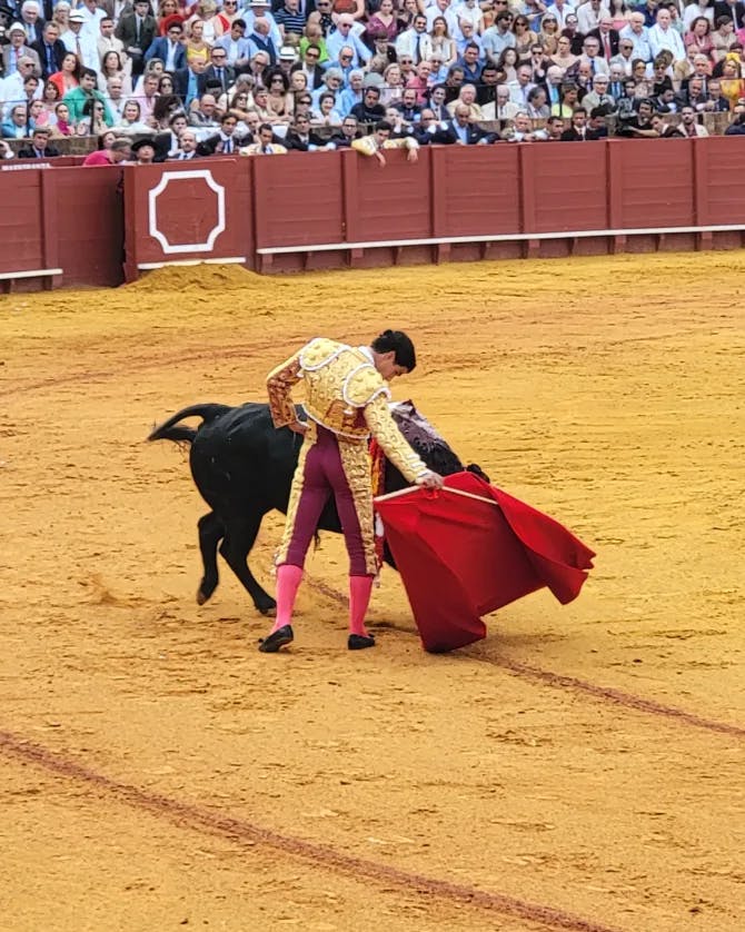 Bull Fighting