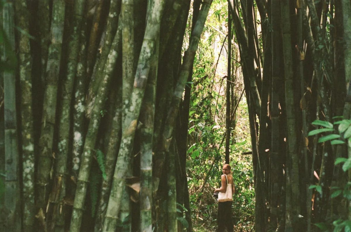 A woman standing in bamboo forest.