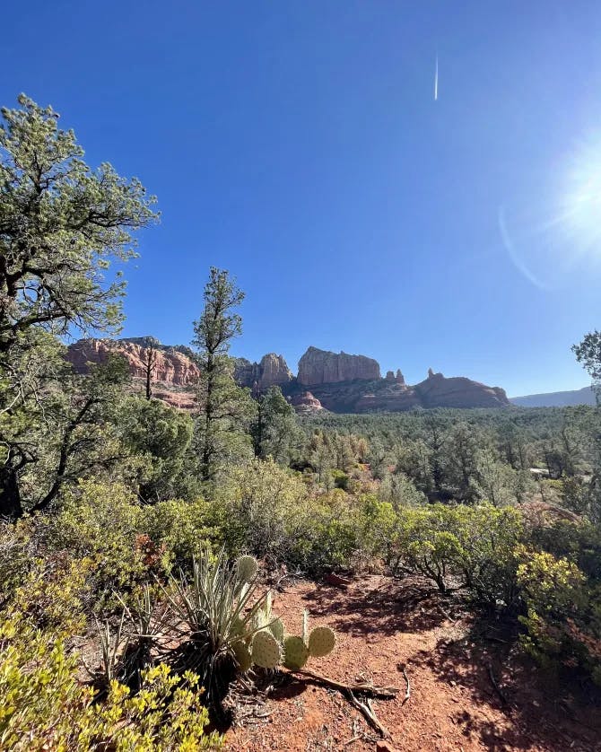 cactus desert