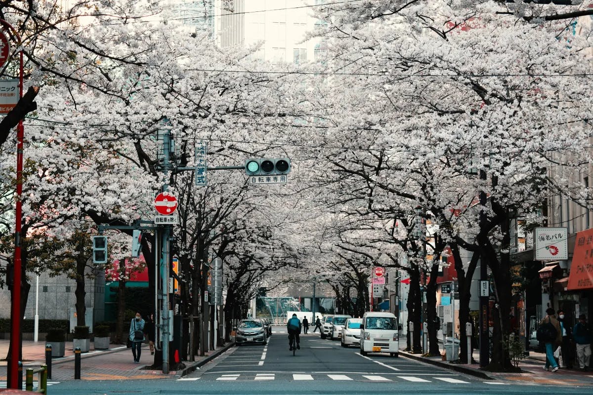 White cherry blossom trees in city streets during the daytime