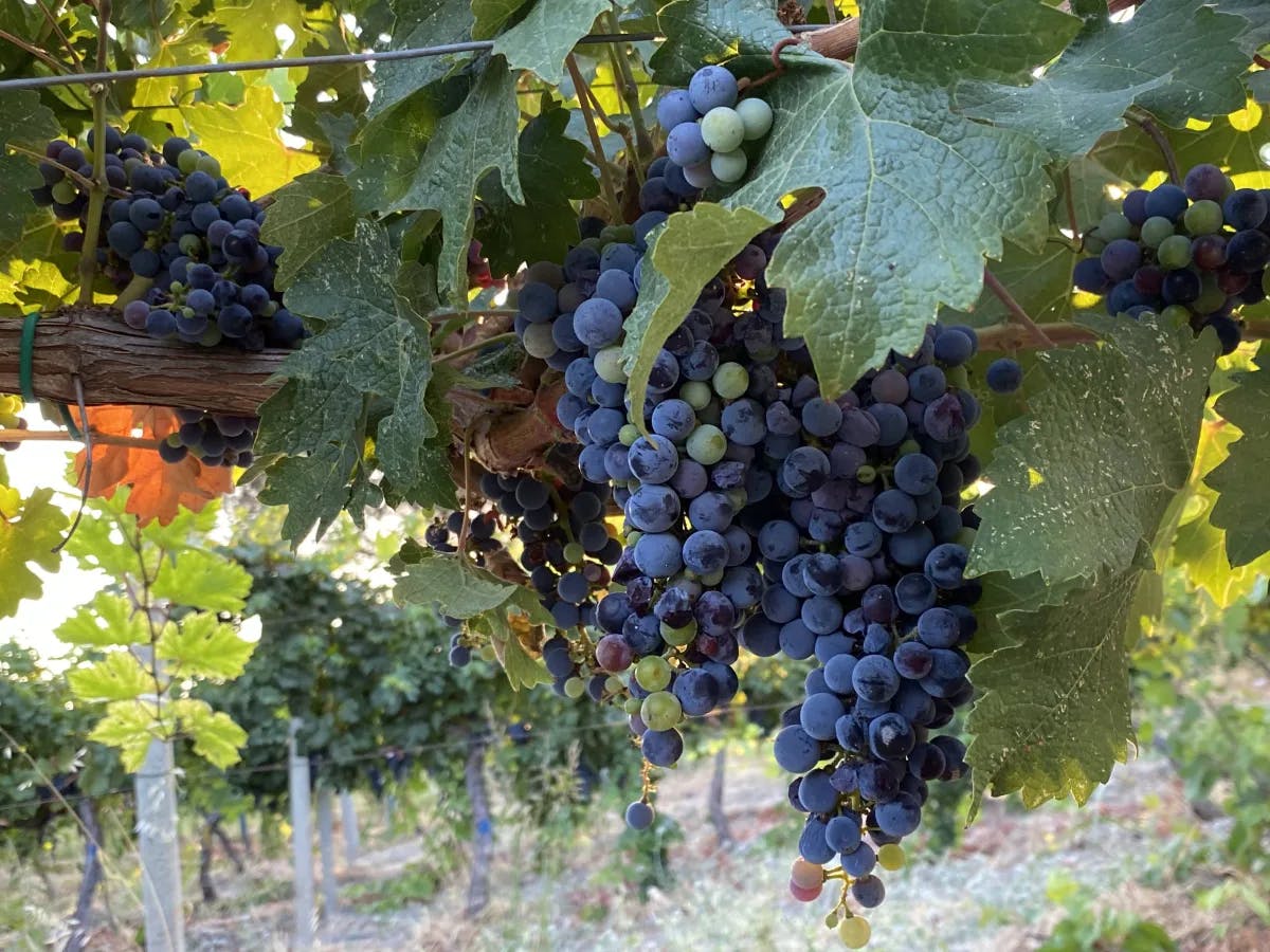 A picture of a purple grapes hanging on trees in the vineyard.