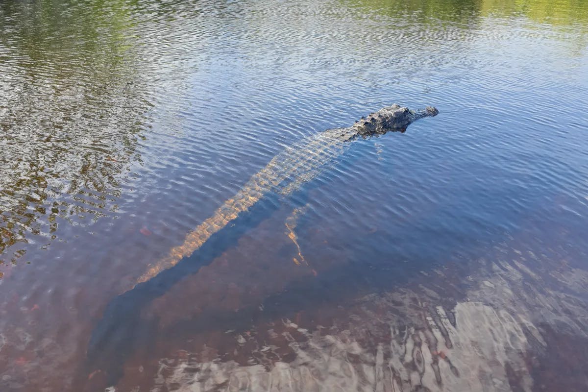 Daisy the Gator - Captain Mitch's Boat Tour