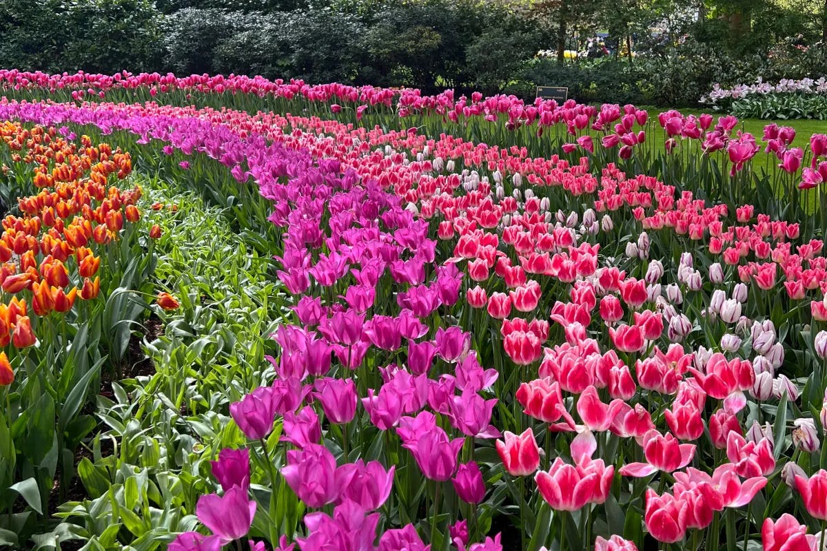 Curved rows of different colored tulips at the Keukenhof Garden on a sunny day. 