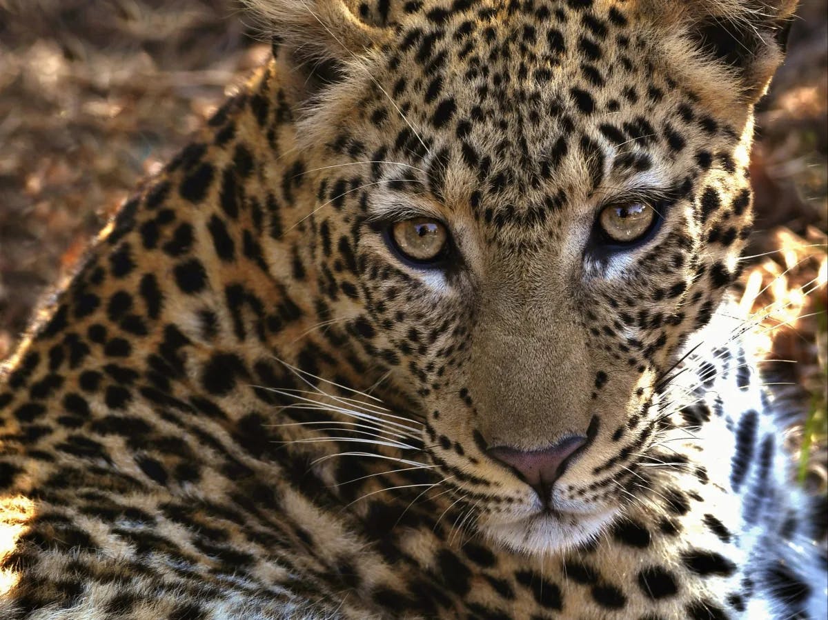 A high-definition close up of a beautiful leopard in it's natural habitat. 