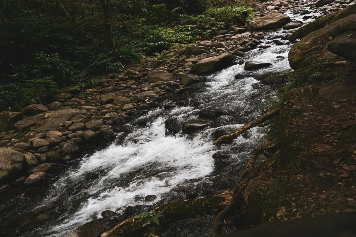 A river running through a lush green forest.