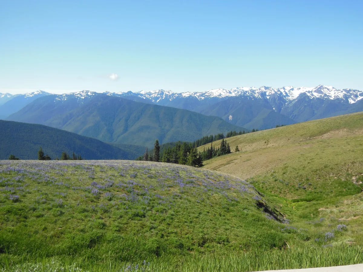 Hurricane Ridge is a mountainous area in Washington's Olympic National Park.