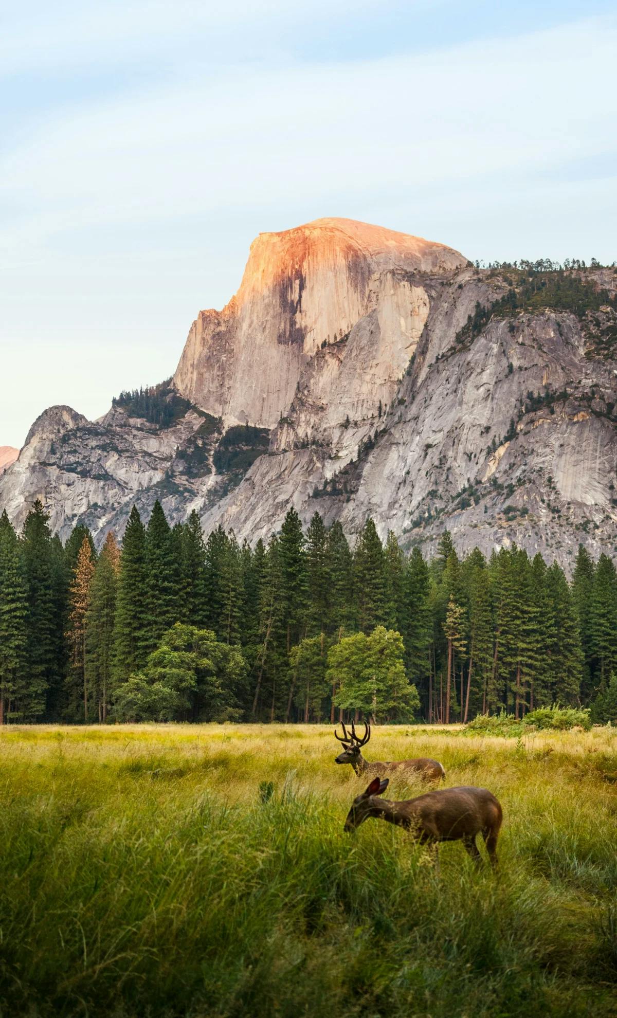 A mountain peak above a forest and grass field during the daytime