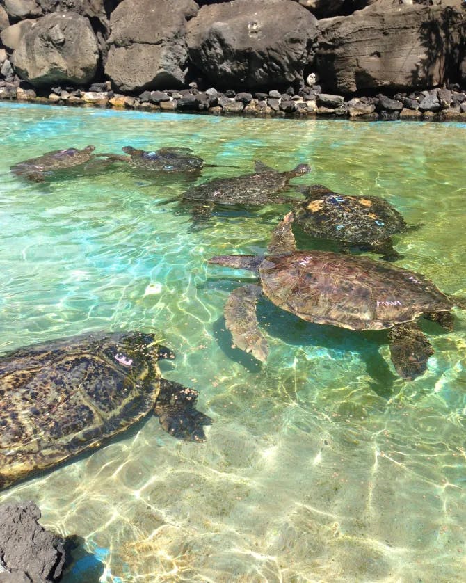 turtles swimming