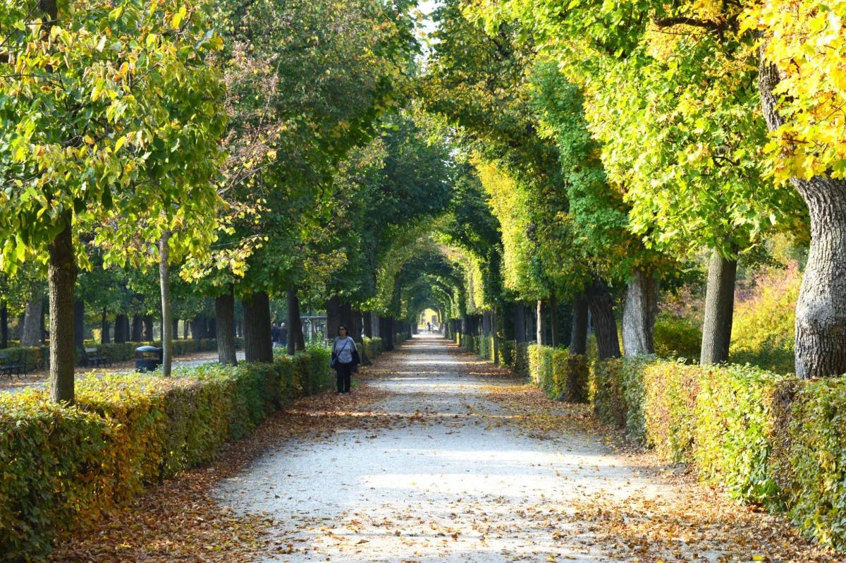 Person walking on path surrounded by trees.