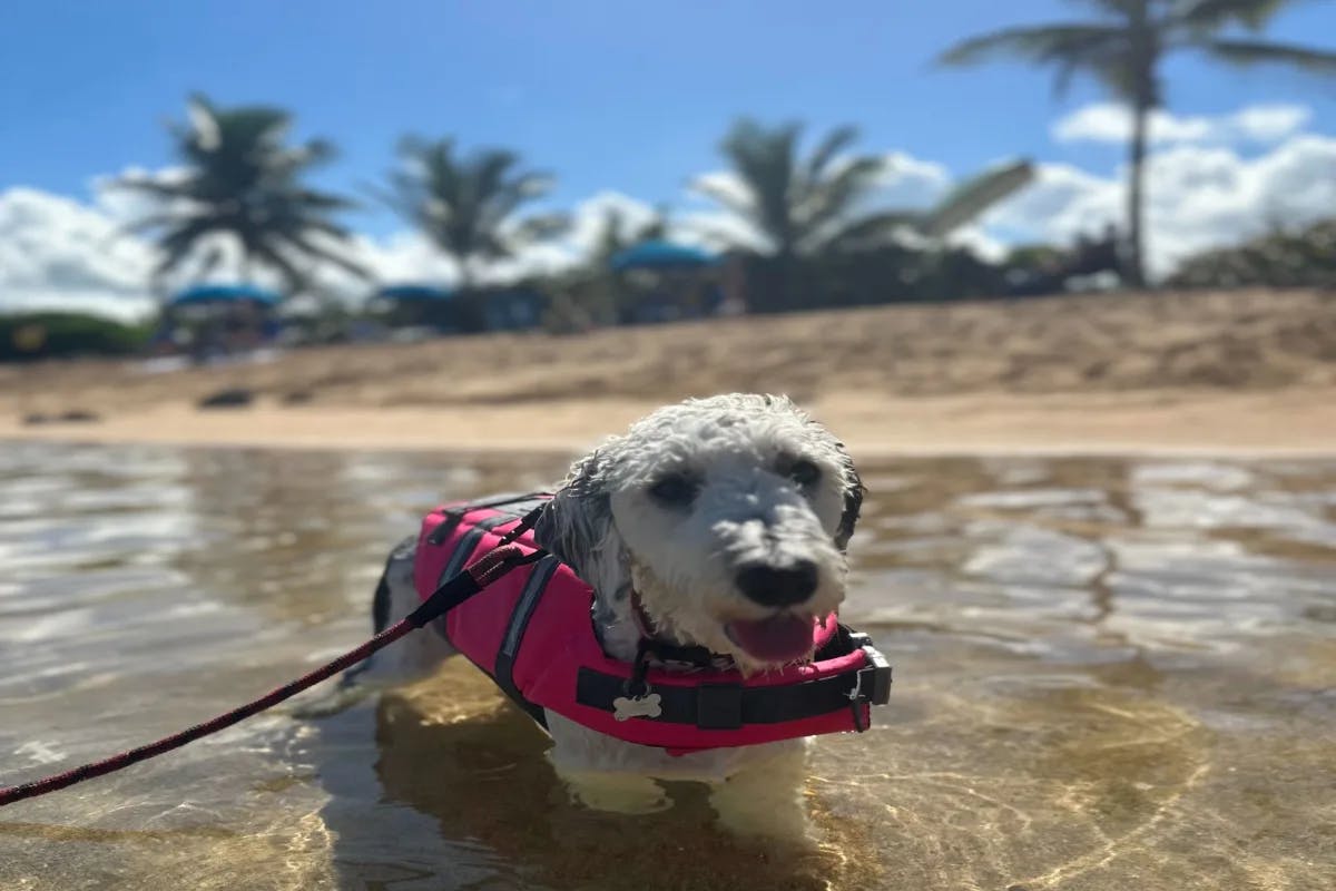 A picture of a dog walking on the beach during the daytime.