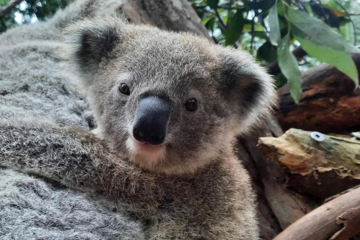 Koala at the tree of Featherdale Sydney Wildlife Park.