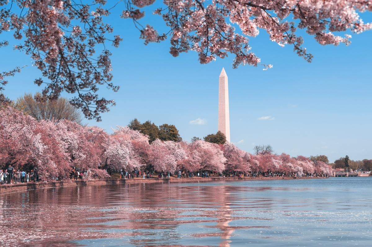 Lake in Washington DC in spring with its famous cherry blossoms on a clear day.