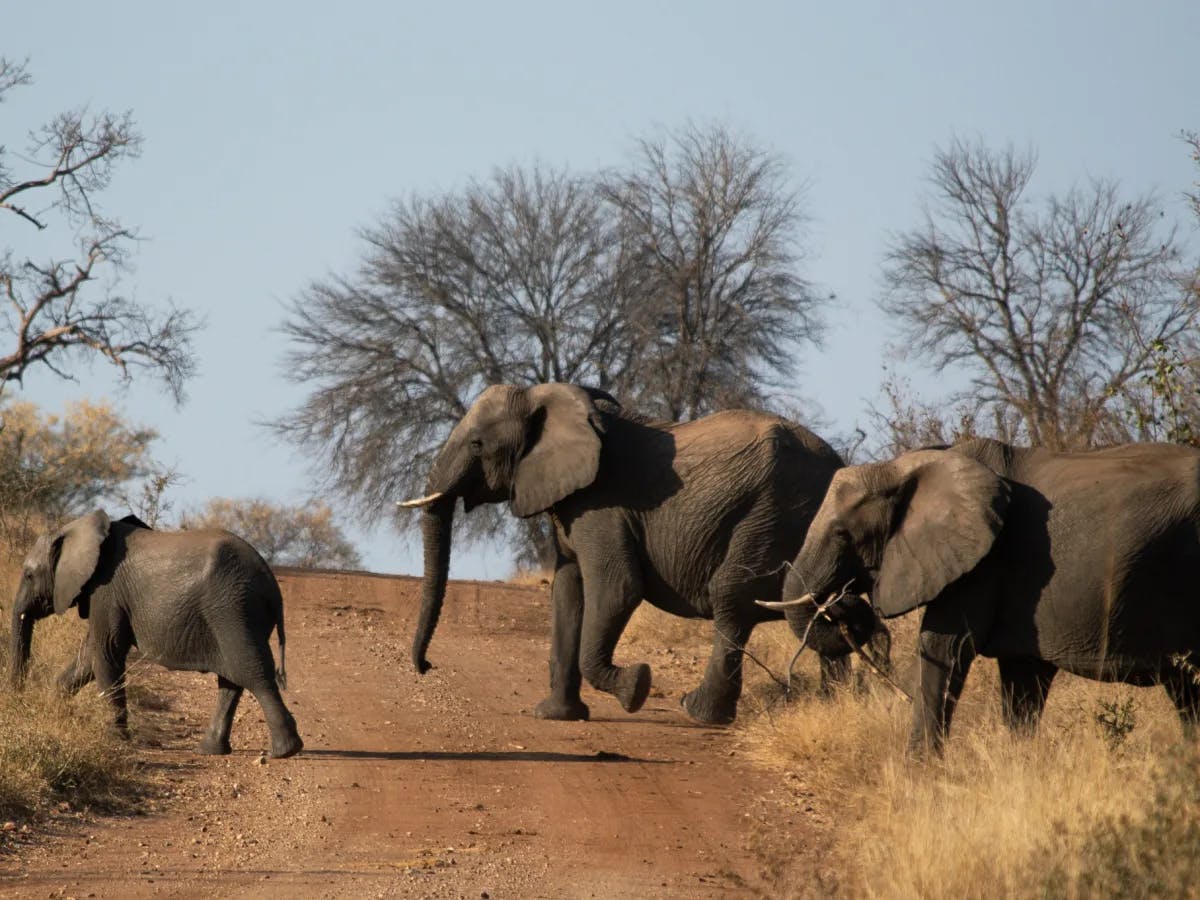 The image shows a group of elephants, including a juvenile, walking in line on a dirt road amidst dry grassland and trees.